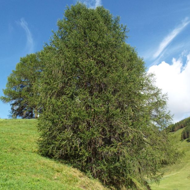 Larix decidua / Larice comune