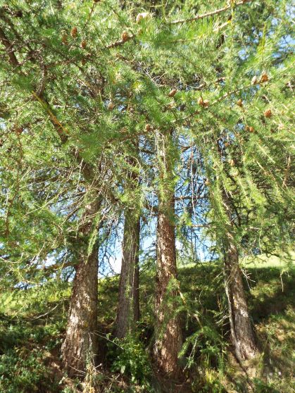 Larix decidua / Larice comune