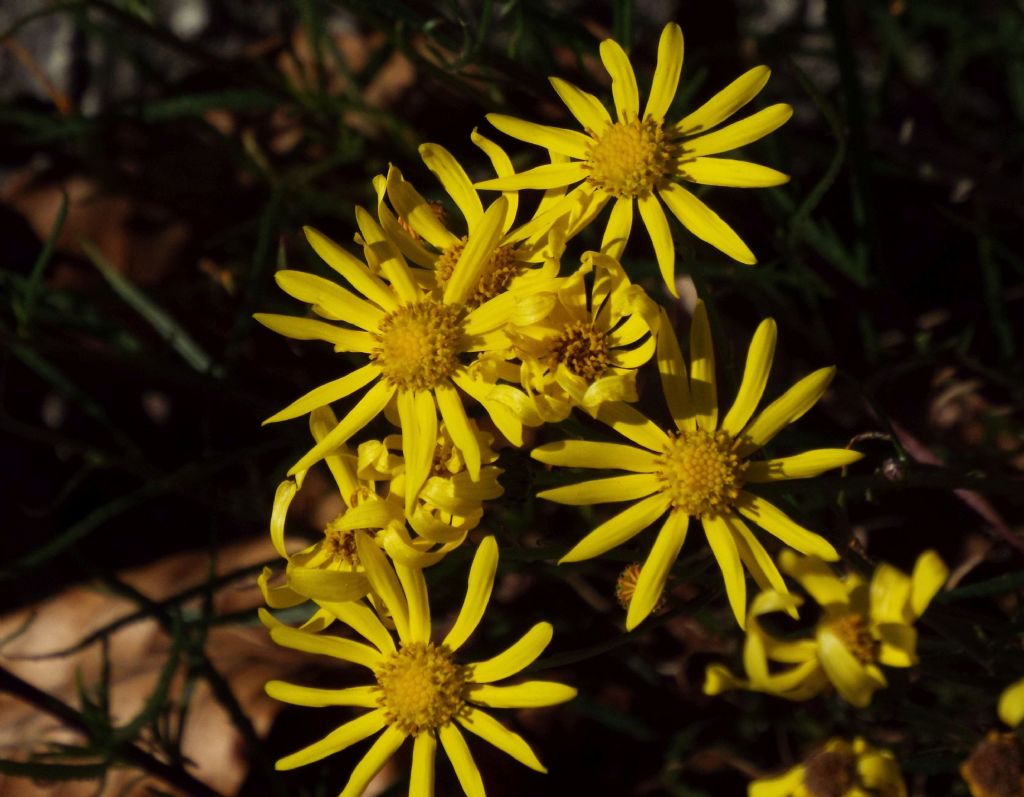 Asteracea: Senecio inaequidens
