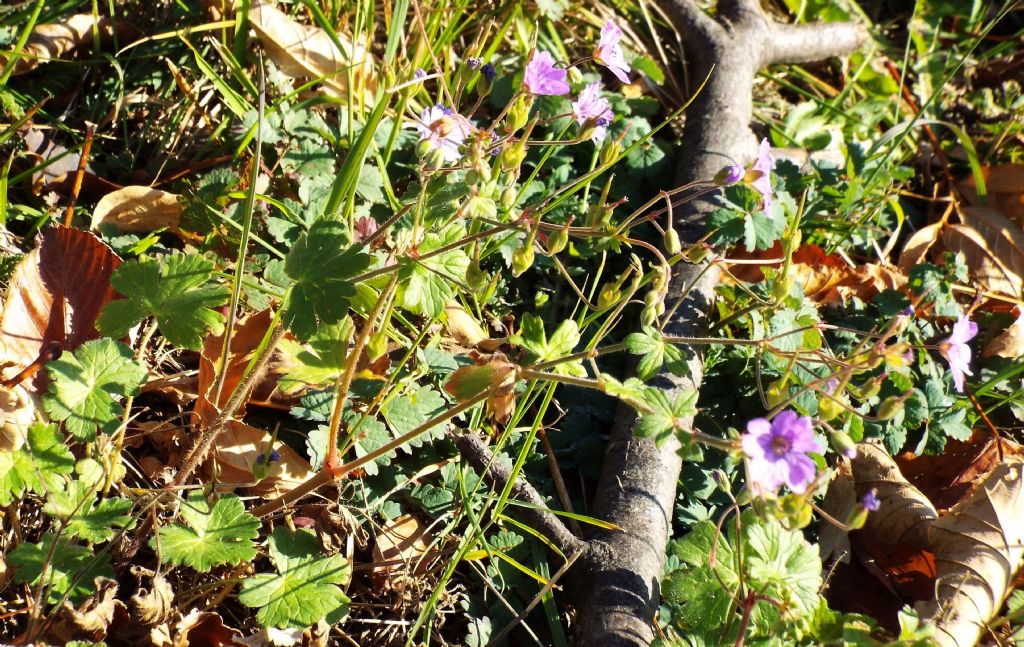 Geranium pyrenaicum / Geranio dei Pirenei