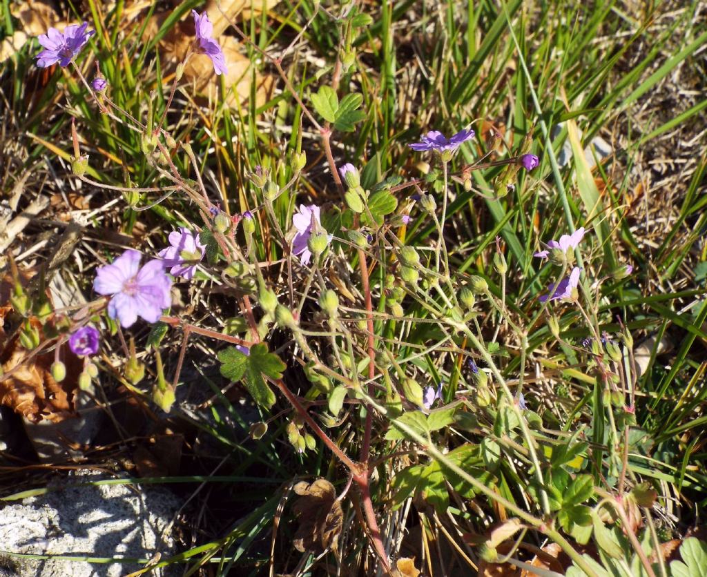 Geranium pyrenaicum / Geranio dei Pirenei