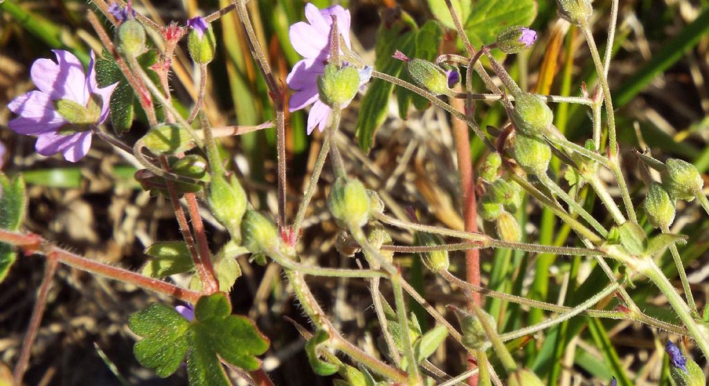 Geranium pyrenaicum / Geranio dei Pirenei