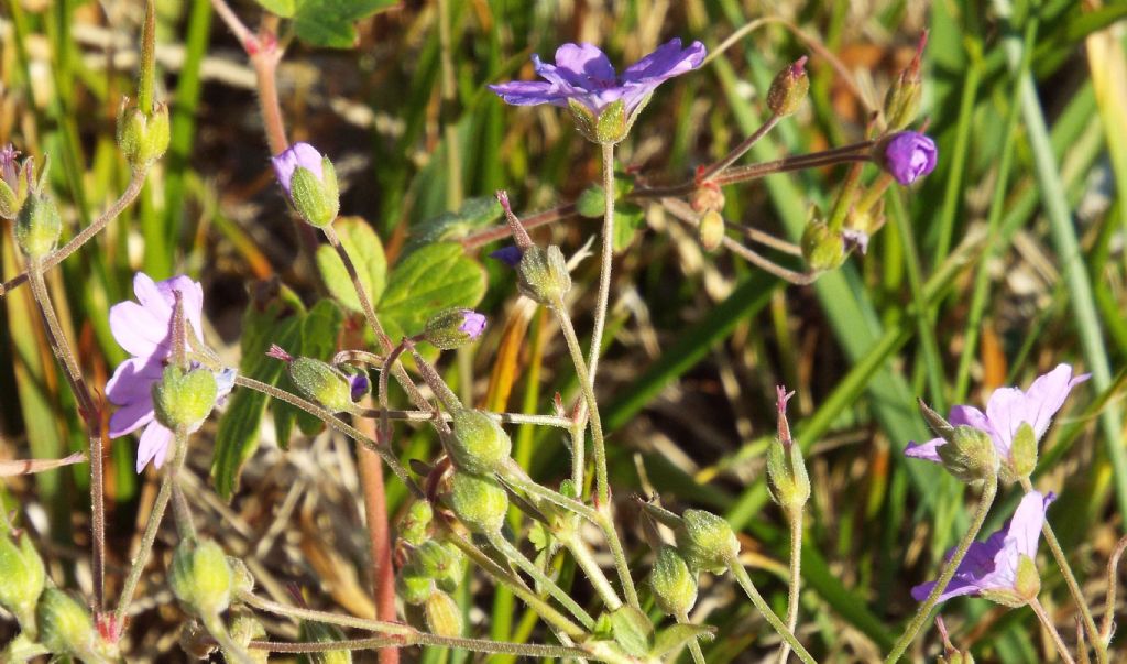 Geranium pyrenaicum / Geranio dei Pirenei