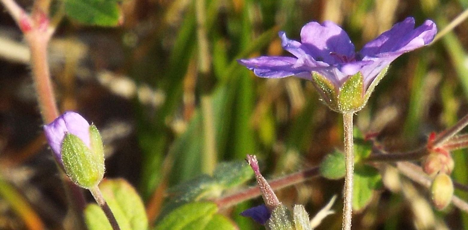 Geranium pyrenaicum / Geranio dei Pirenei