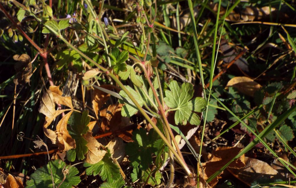 Geranium pyrenaicum / Geranio dei Pirenei