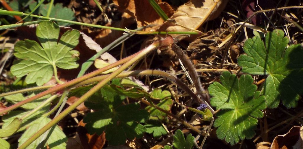 Geranium pyrenaicum / Geranio dei Pirenei