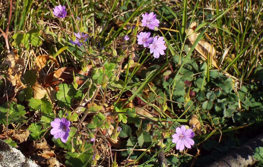 Geranium pyrenaicum / Geranio dei Pirenei