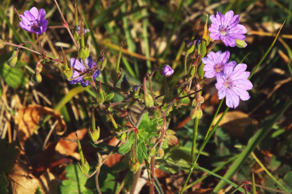 Geranium pyrenaicum / Geranio dei Pirenei