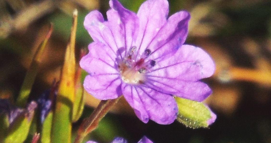 Geranium pyrenaicum / Geranio dei Pirenei