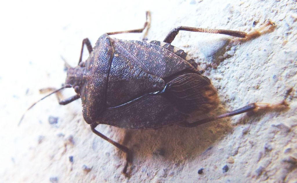 Halyomorpha halys, con 