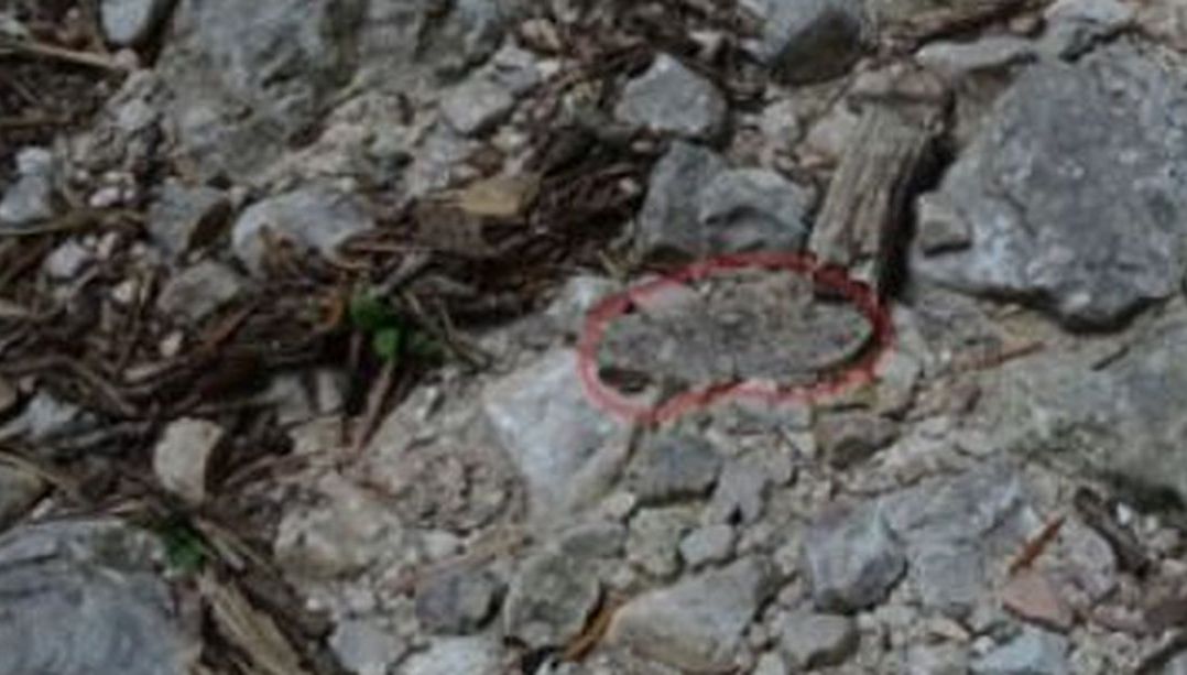 da trovare....e da determinare (cfr: Alcis repandata)