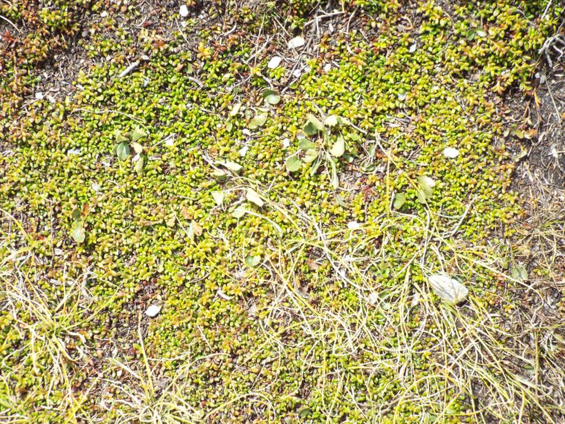 Kalmia procumbens  (Ericaceae)
