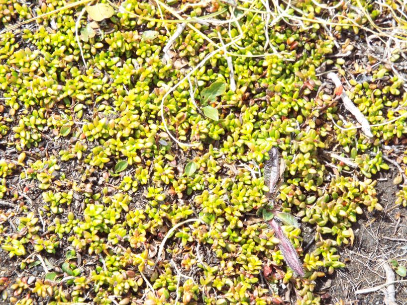 Kalmia procumbens  (Ericaceae)