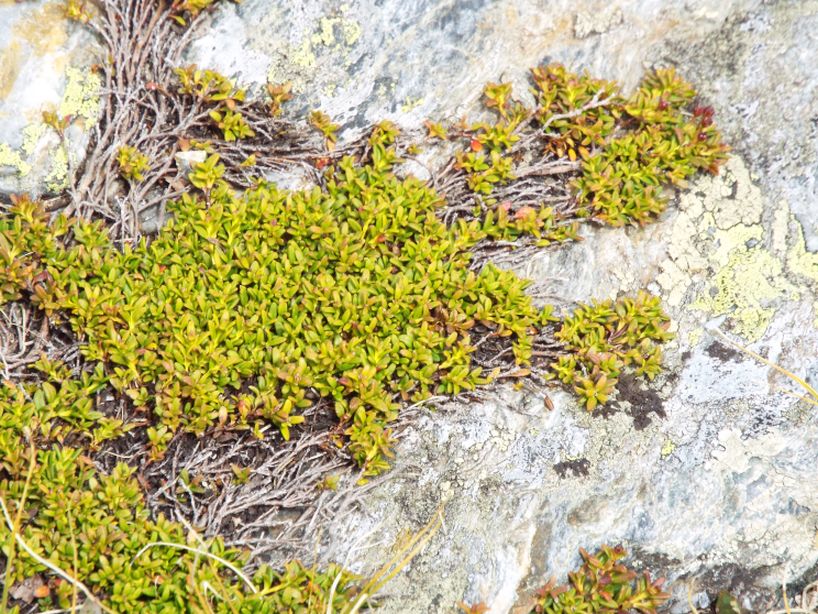 Kalmia procumbens  (Ericaceae)