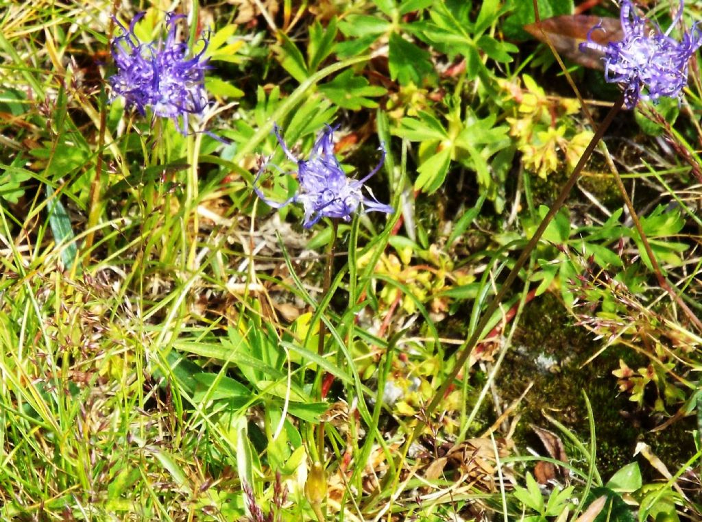 Phyteuma hemisphaericum