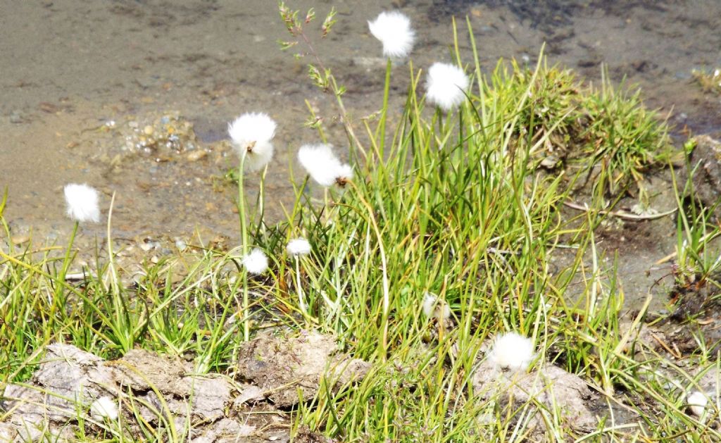 Cotone artico / Eriophorum sp. (E. vaginatum opp. E. scheuchzeri), Cyperaceae