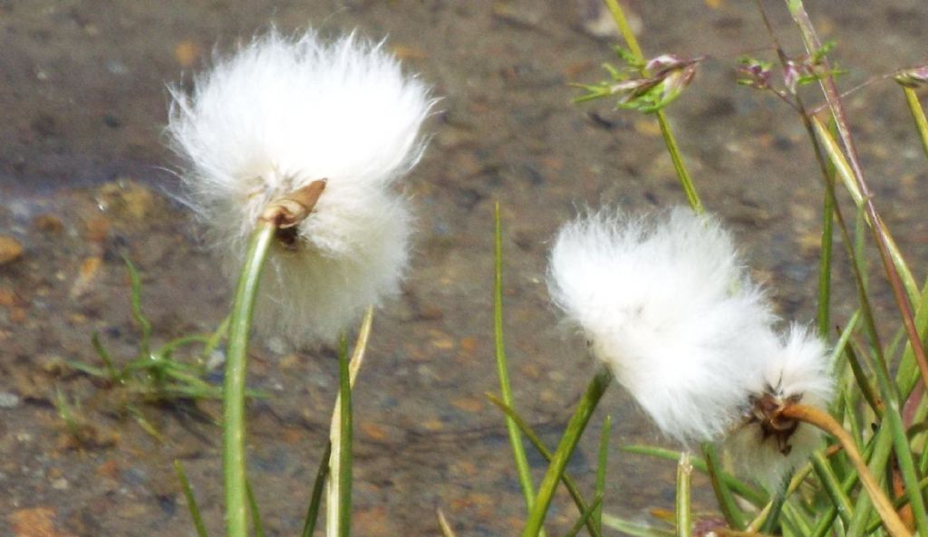 Cotone artico / Eriophorum sp. (E. vaginatum opp. E. scheuchzeri), Cyperaceae