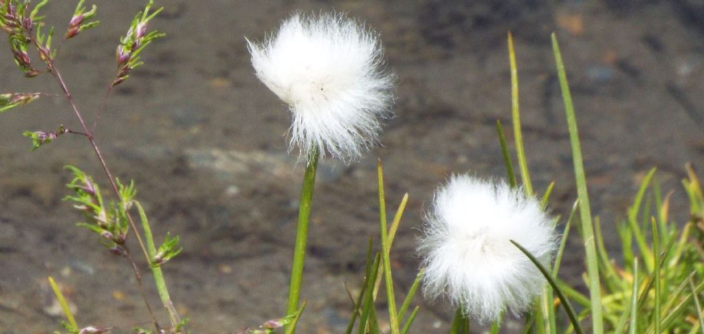 Cotone artico / Eriophorum sp. (E. vaginatum opp. E. scheuchzeri), Cyperaceae