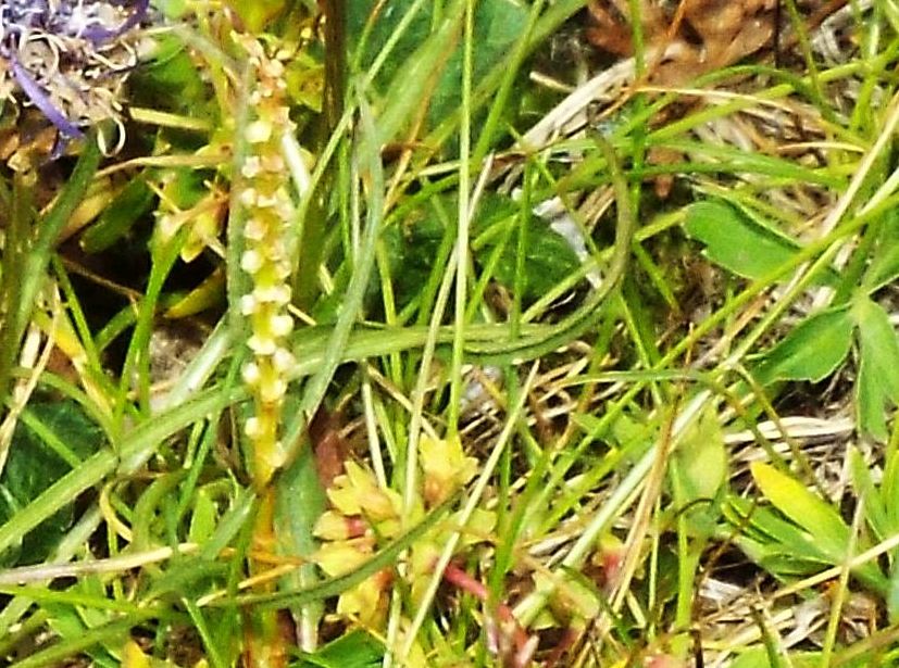 Phyteuma hemisphaericum