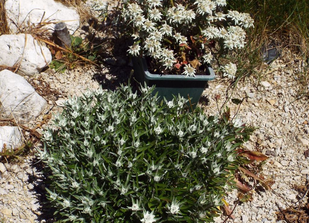Stelle alpine  (Leontopodium alpinum)