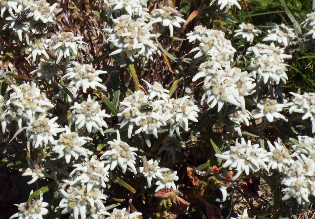 Stelle alpine  (Leontopodium alpinum)