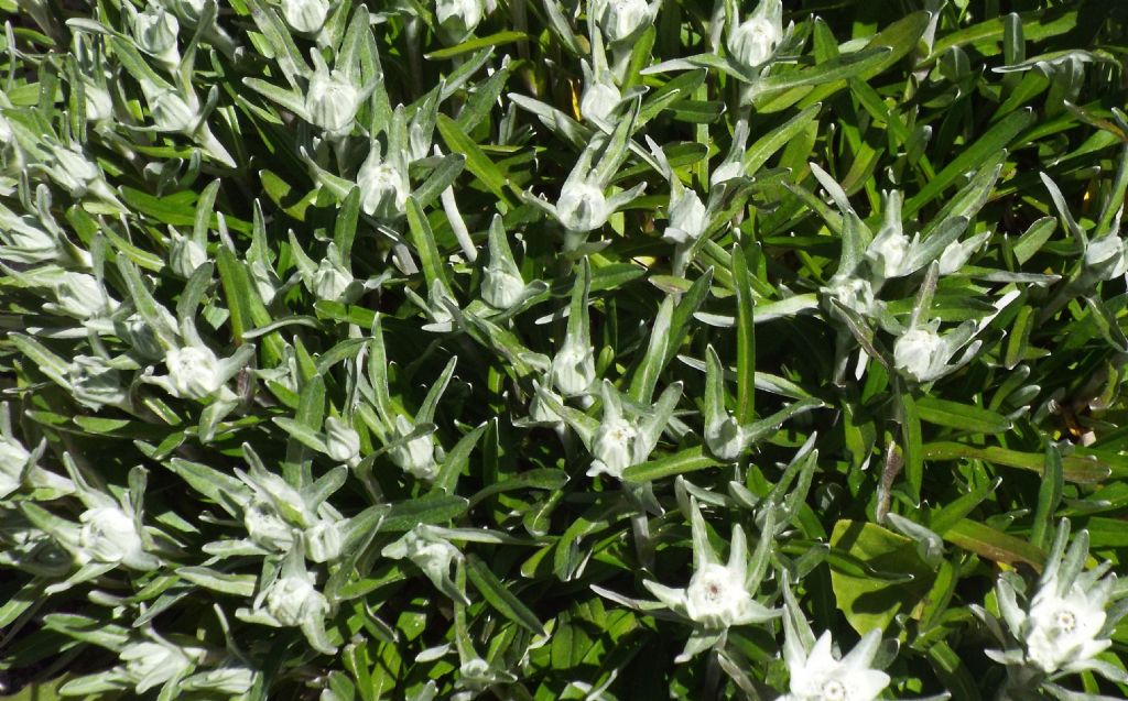 Stelle alpine  (Leontopodium alpinum)