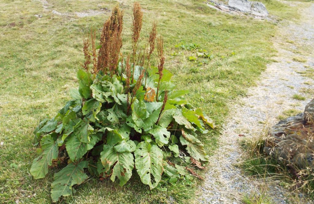 Rumex alpinus / Rabarbaro alpino