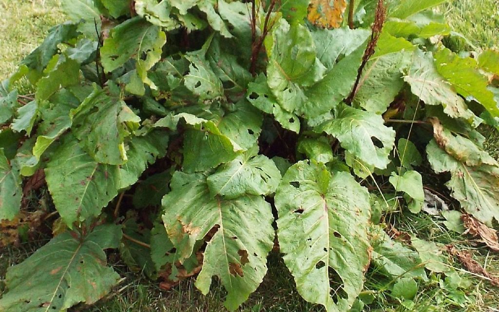 Rumex alpinus / Rabarbaro alpino
