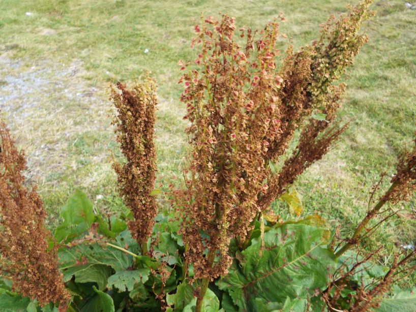 Rumex alpinus / Rabarbaro alpino