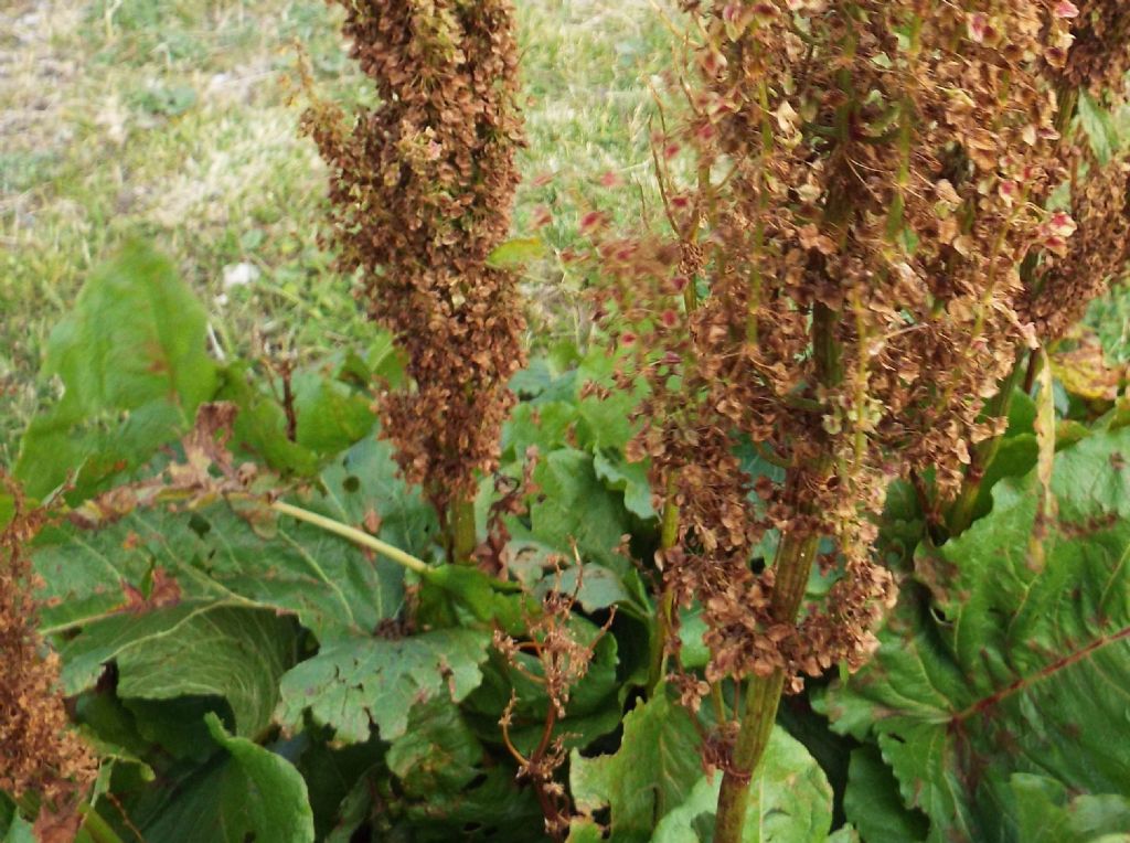 Rumex alpinus / Rabarbaro alpino
