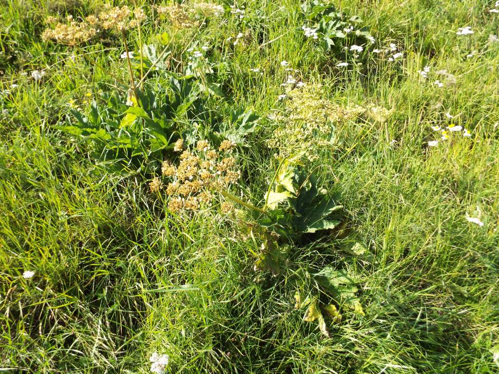 Anche questi Heracleum sphondylium ? S !