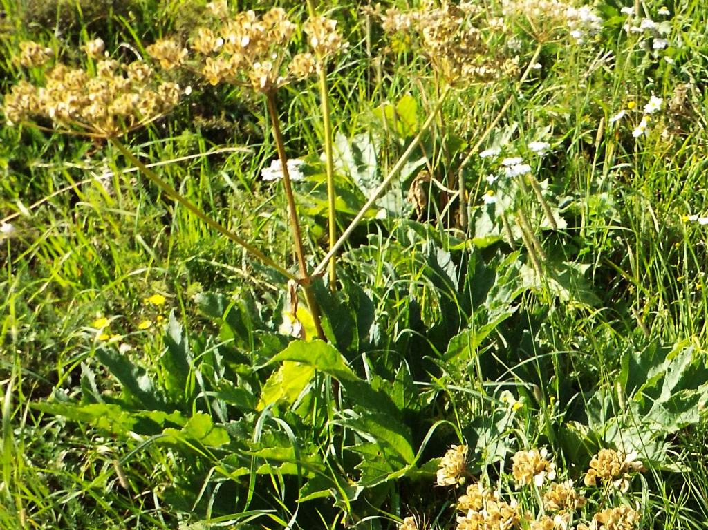 Anche questi Heracleum sphondylium ? S !