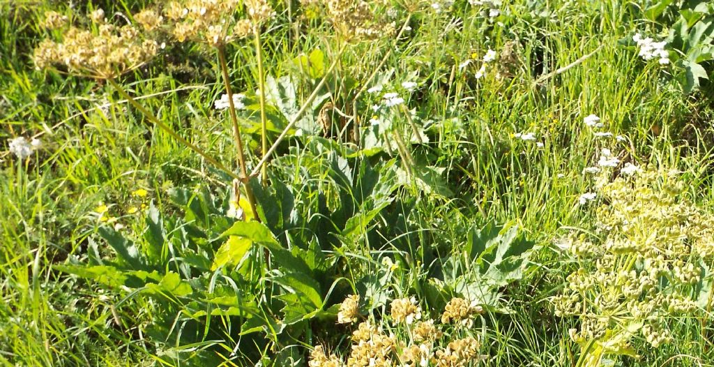Anche questi Heracleum sphondylium ? S !
