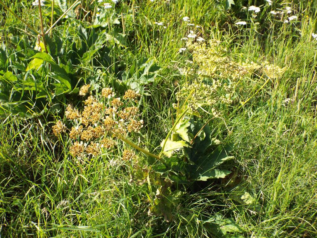 Anche questi Heracleum sphondylium ? S !