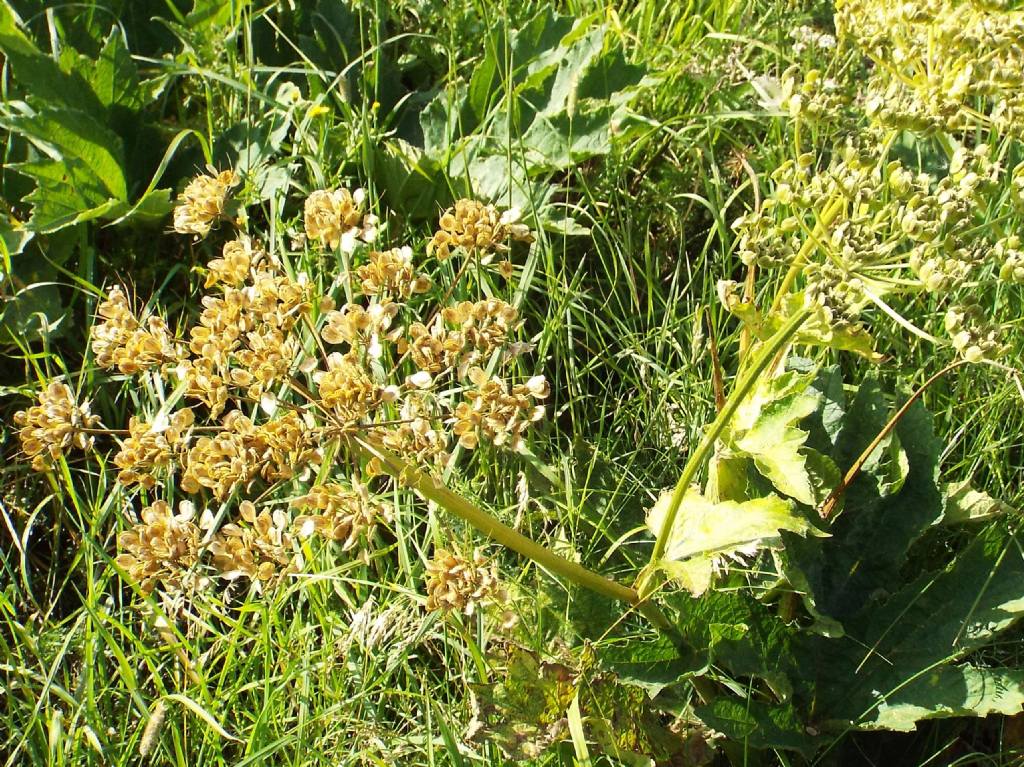 Anche questi Heracleum sphondylium ? S !