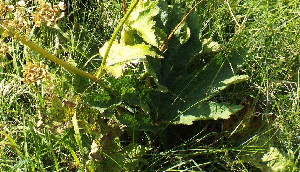 Anche questi Heracleum sphondylium ? S !