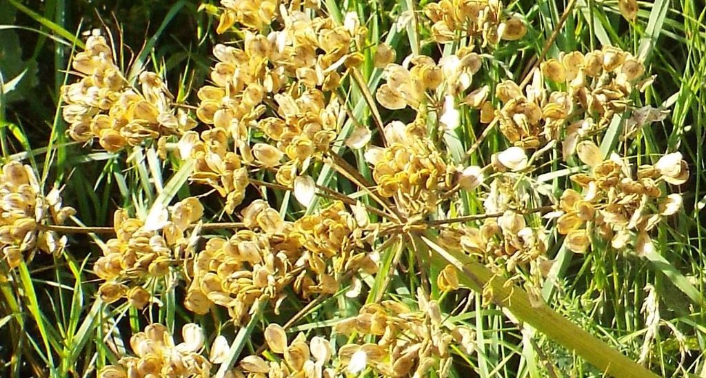 Anche questi Heracleum sphondylium ? S !