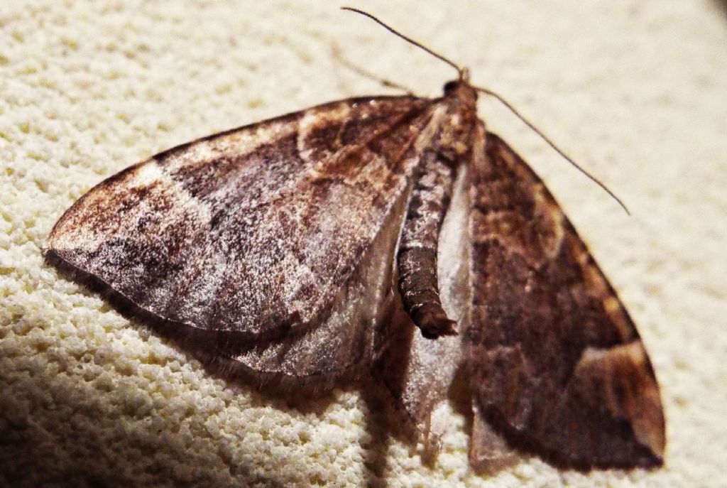 Geometridae:  Eulithis populata  ed  Eupithecia sp.