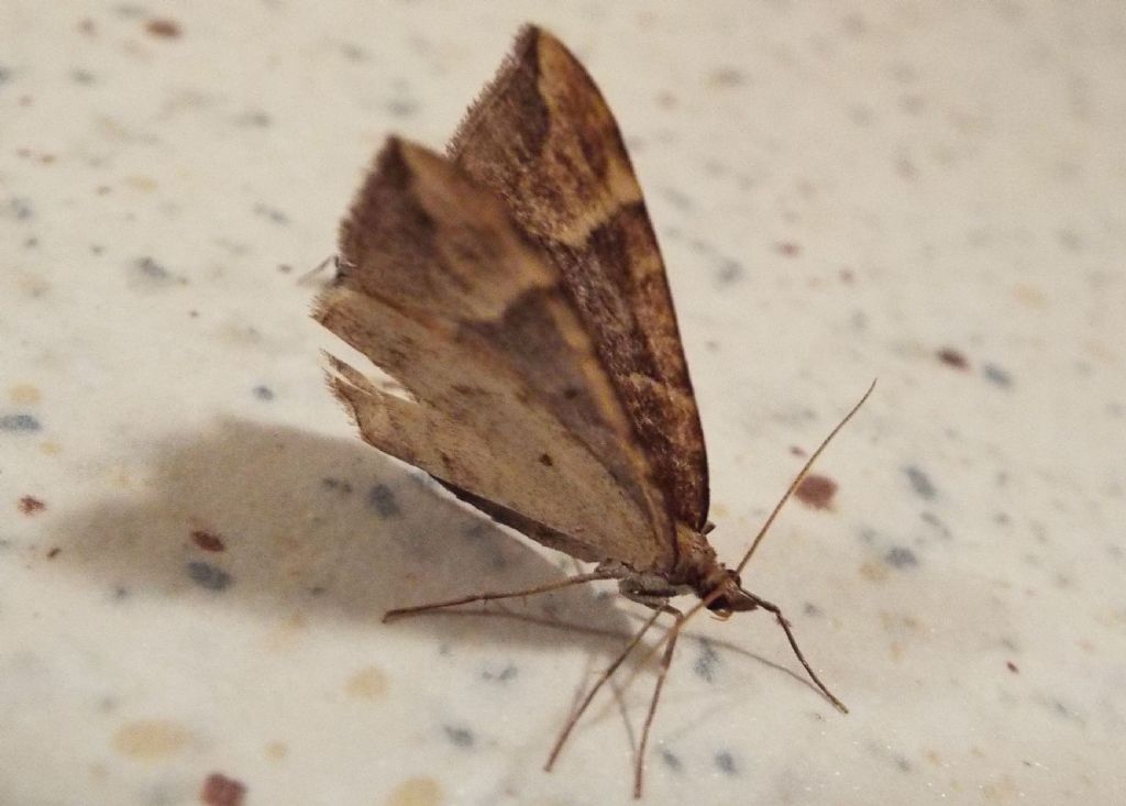 Geometridae:  Eulithis populata  ed  Eupithecia sp.