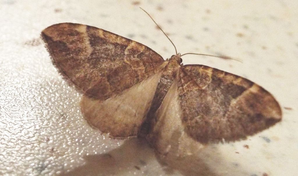 Geometridae:  Eulithis populata  ed  Eupithecia sp.