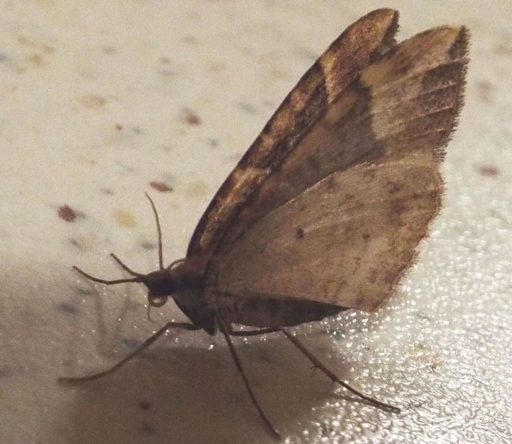 Geometridae:  Eulithis populata  ed  Eupithecia sp.