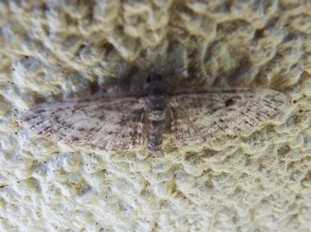 Geometridae:  Eulithis populata  ed  Eupithecia sp.