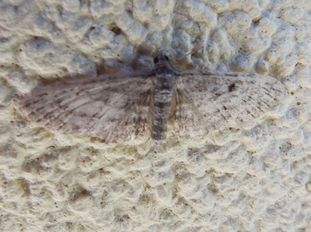 Geometridae:  Eulithis populata  ed  Eupithecia sp.