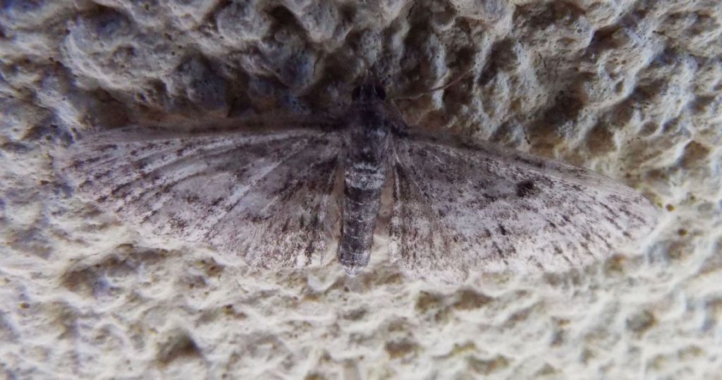 Geometridae:  Eulithis populata  ed  Eupithecia sp.
