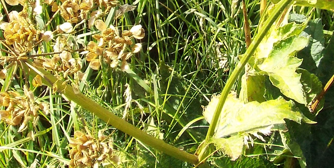 Anche questi Heracleum sphondylium ? S !