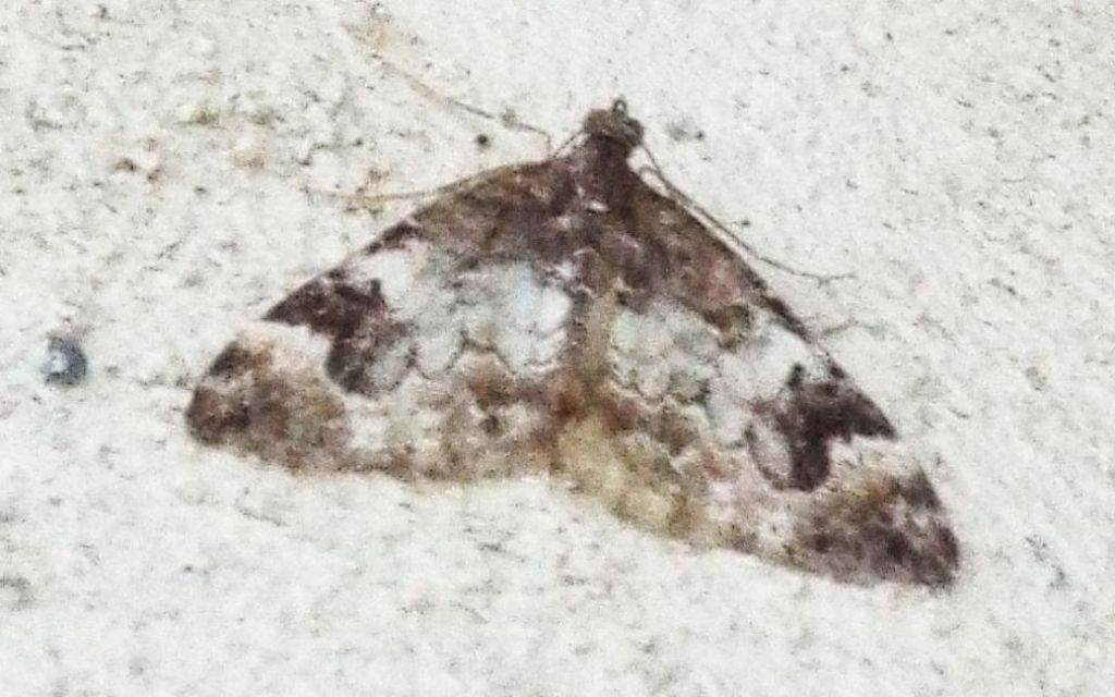 Geometridae: Dysstroma sp.