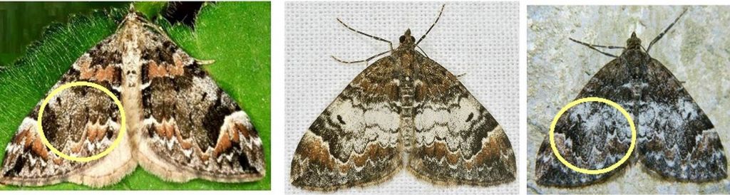 Geometridae: Dysstroma sp.