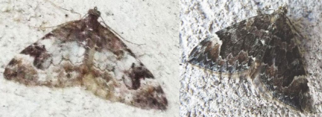 Geometridae: Dysstroma sp.
