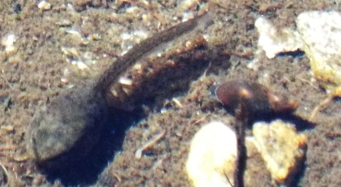Mollusco d''alta montagna:  Lymnaeidae  (cfr. Galba truncatula opp. Stagnicola sp.)