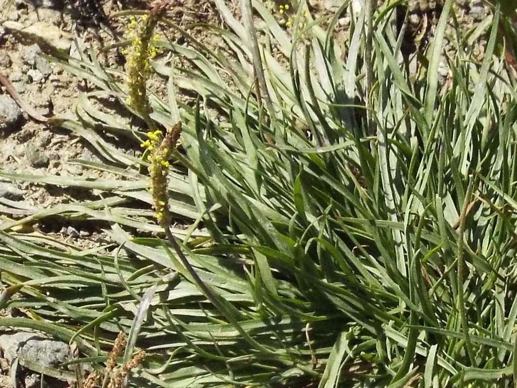 Plantago maritima subsp. serpentina
